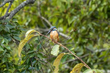 Common Kingfisher 茨城県日立市 Sun, 8/20/2023