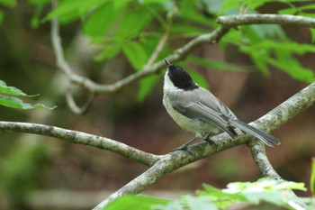 Willow Tit 上高地 Sat, 8/19/2023