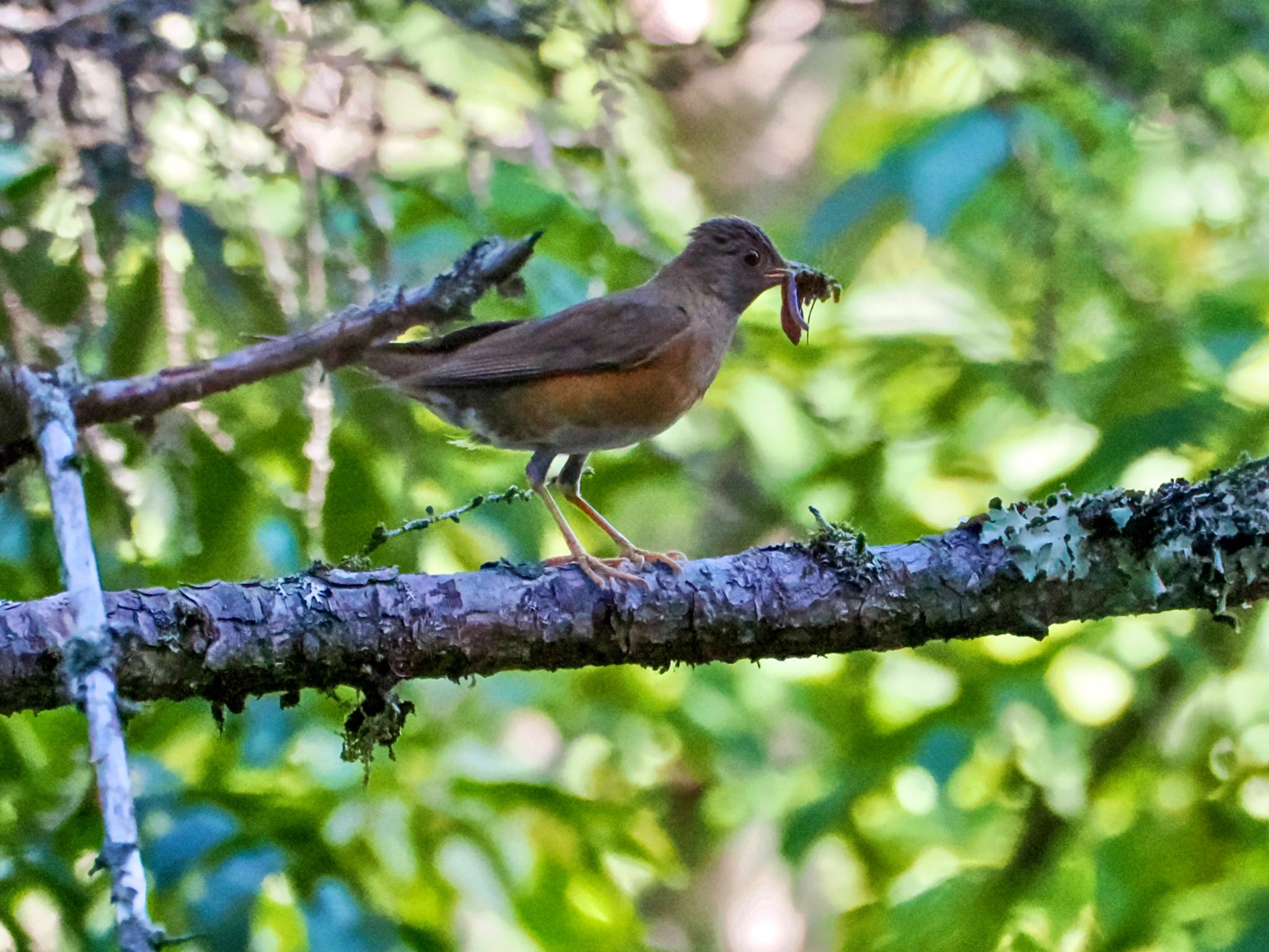 アカハラ親鳥: 虫をくわえたままあちこちの木に止まって巣の場所を撹乱してから飛び去った by クロやん