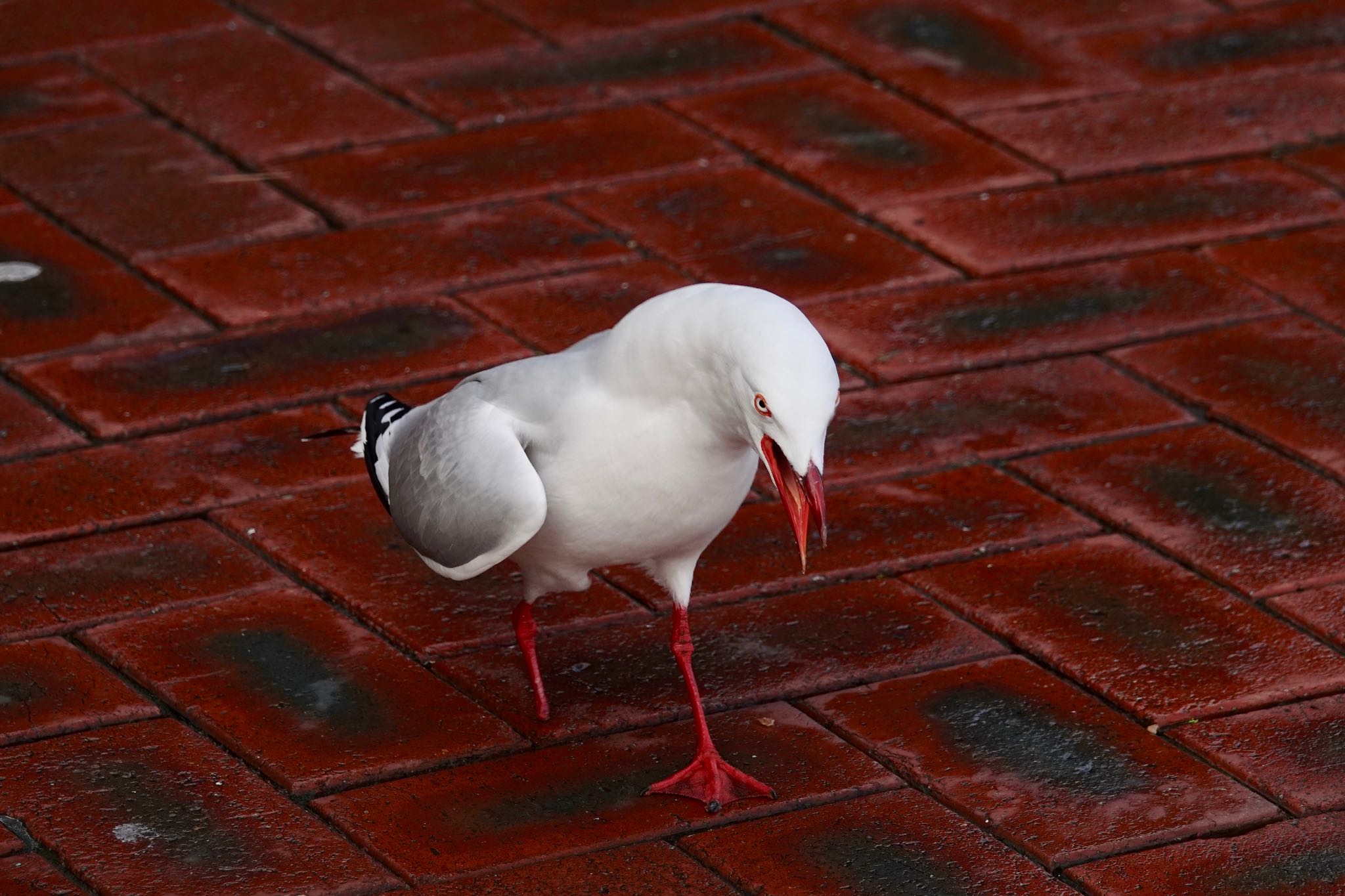 Silver Gull