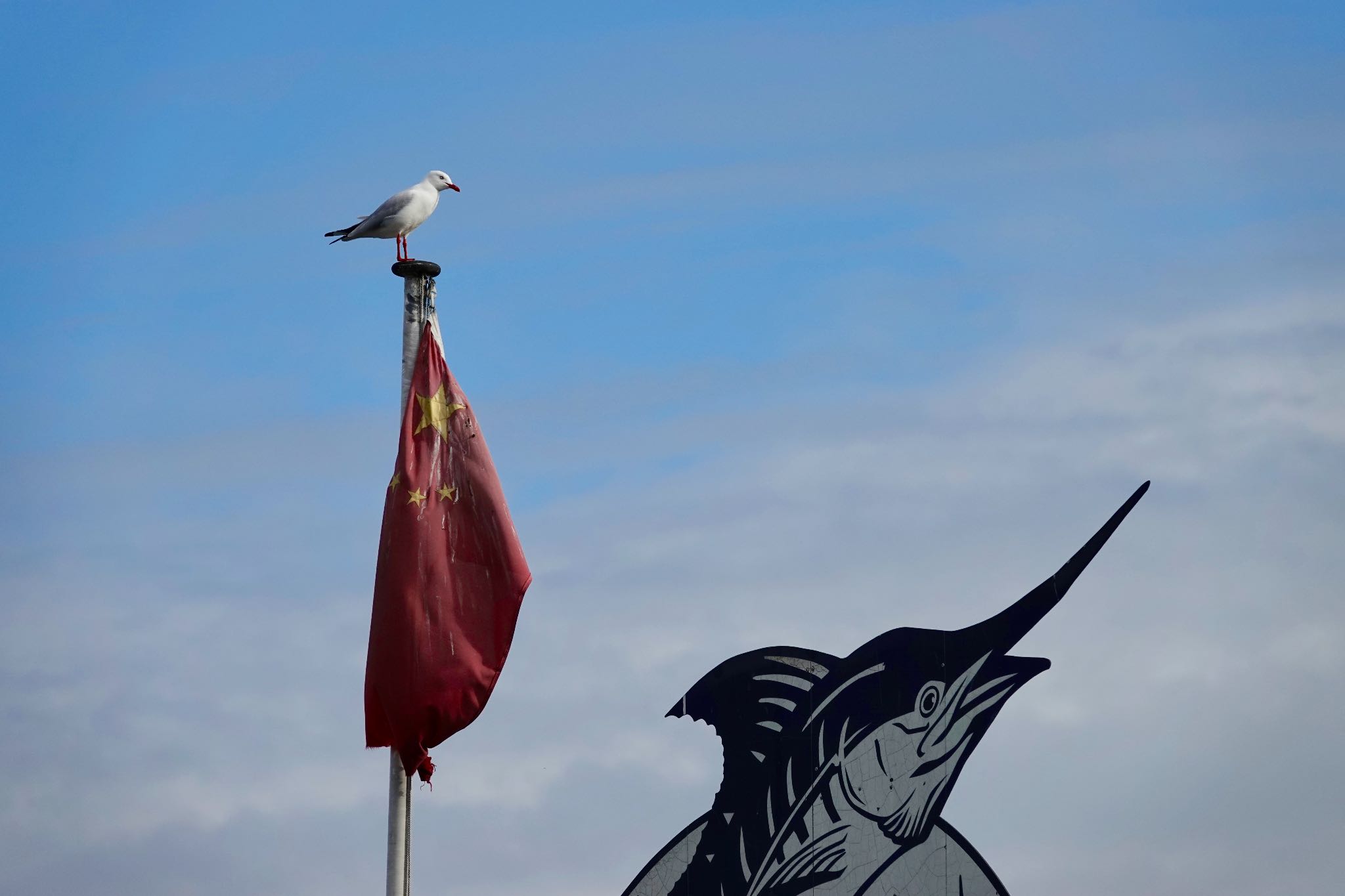 Silver Gull