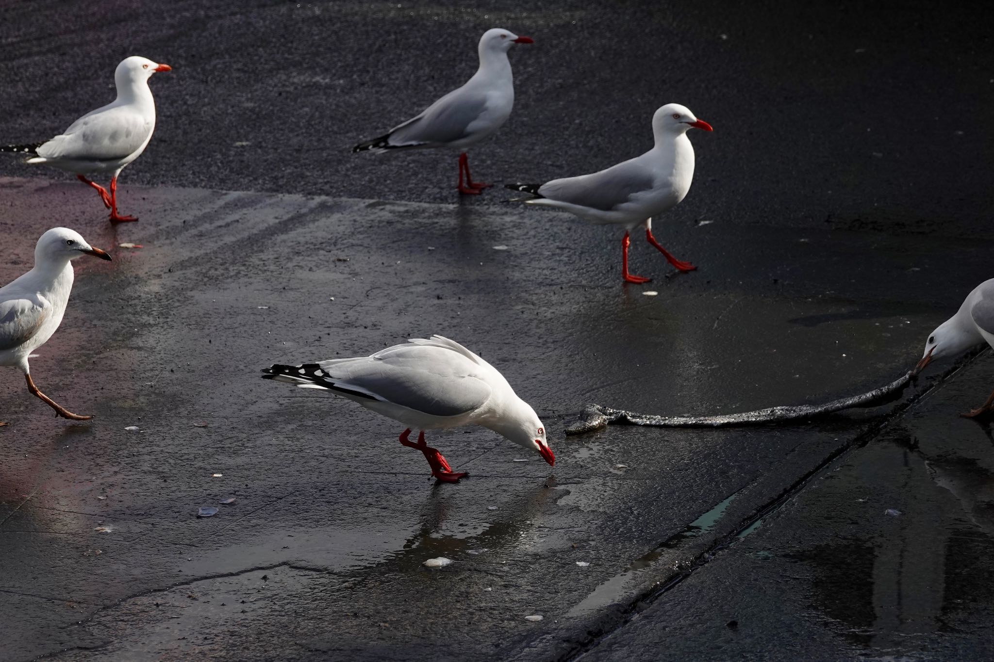 Silver Gull