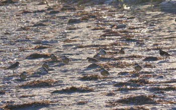 キョウジョシギ ふなばし三番瀬海浜公園 2023年8月12日(土)