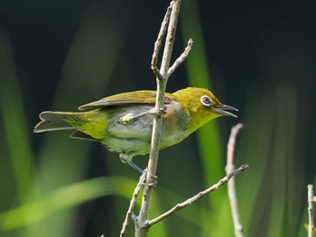 メジロ 北総花の丘公園 2023年8月20日(日)