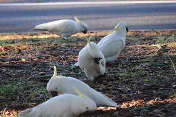 Sulphur-crested Cockatoo シドニー Fri, 6/29/2018