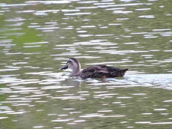 Eastern Spot-billed Duck 山田池公園 Sun, 8/20/2023