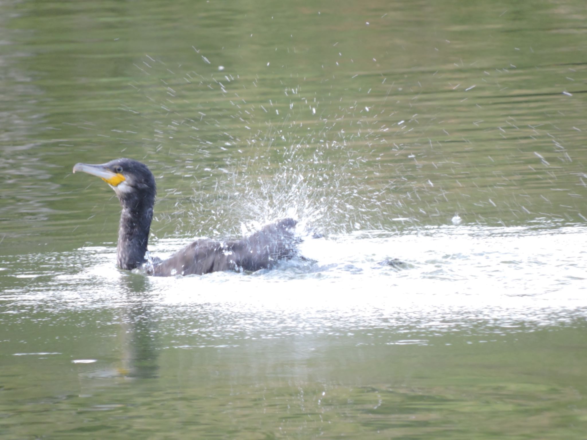 Great Cormorant