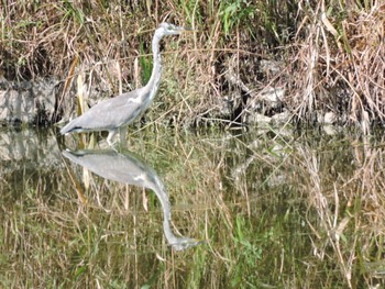 アオサギ 山田池公園 2023年8月20日(日)