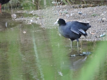 Eurasian Coot 山田池公園 Sun, 8/20/2023