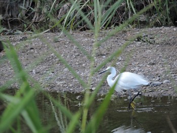 Little Egret 山田池公園 Sun, 8/20/2023