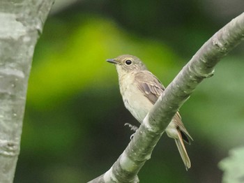 2023年8月15日(火) 福井緑地(札幌市西区)の野鳥観察記録