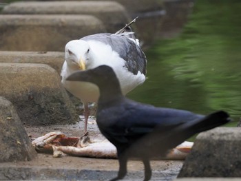 2023年8月16日(水) 発寒川緑地(札幌市西区)の野鳥観察記録