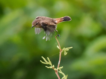 2023年8月17日(木) 福井緑地(札幌市西区)の野鳥観察記録