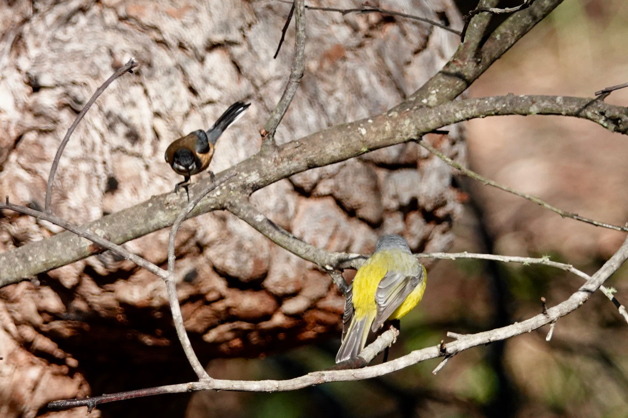 Eastern Spinebill