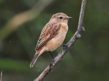 2023年8月16日(水) 福井緑地(札幌市西区)の野鳥観察記録