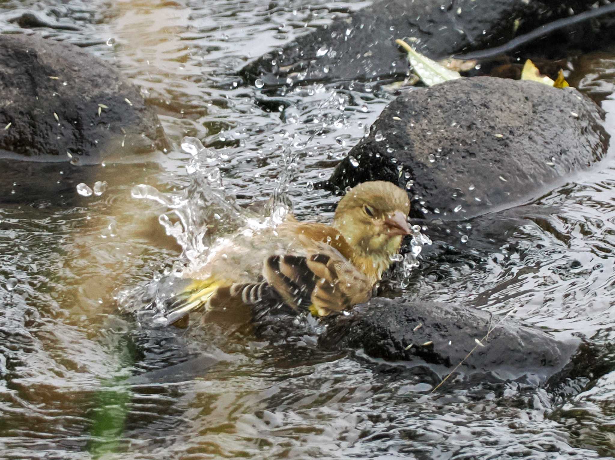 カワラヒワ