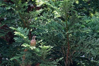 Meadow Bunting Unknown Spots Sun, 8/20/2023