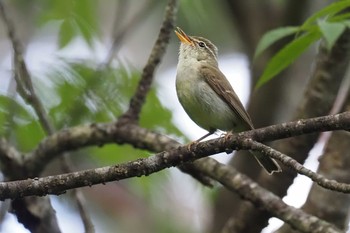 2023年8月19日(土) 大弛峠(山梨県)の野鳥観察記録