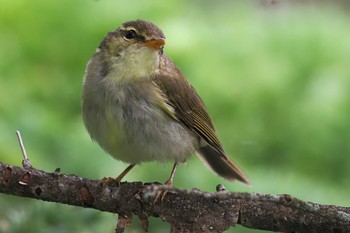 Japanese Leaf Warbler 大弛峠(山梨県) Sat, 8/19/2023