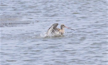 2023年8月15日(火) ふなばし三番瀬海浜公園の野鳥観察記録