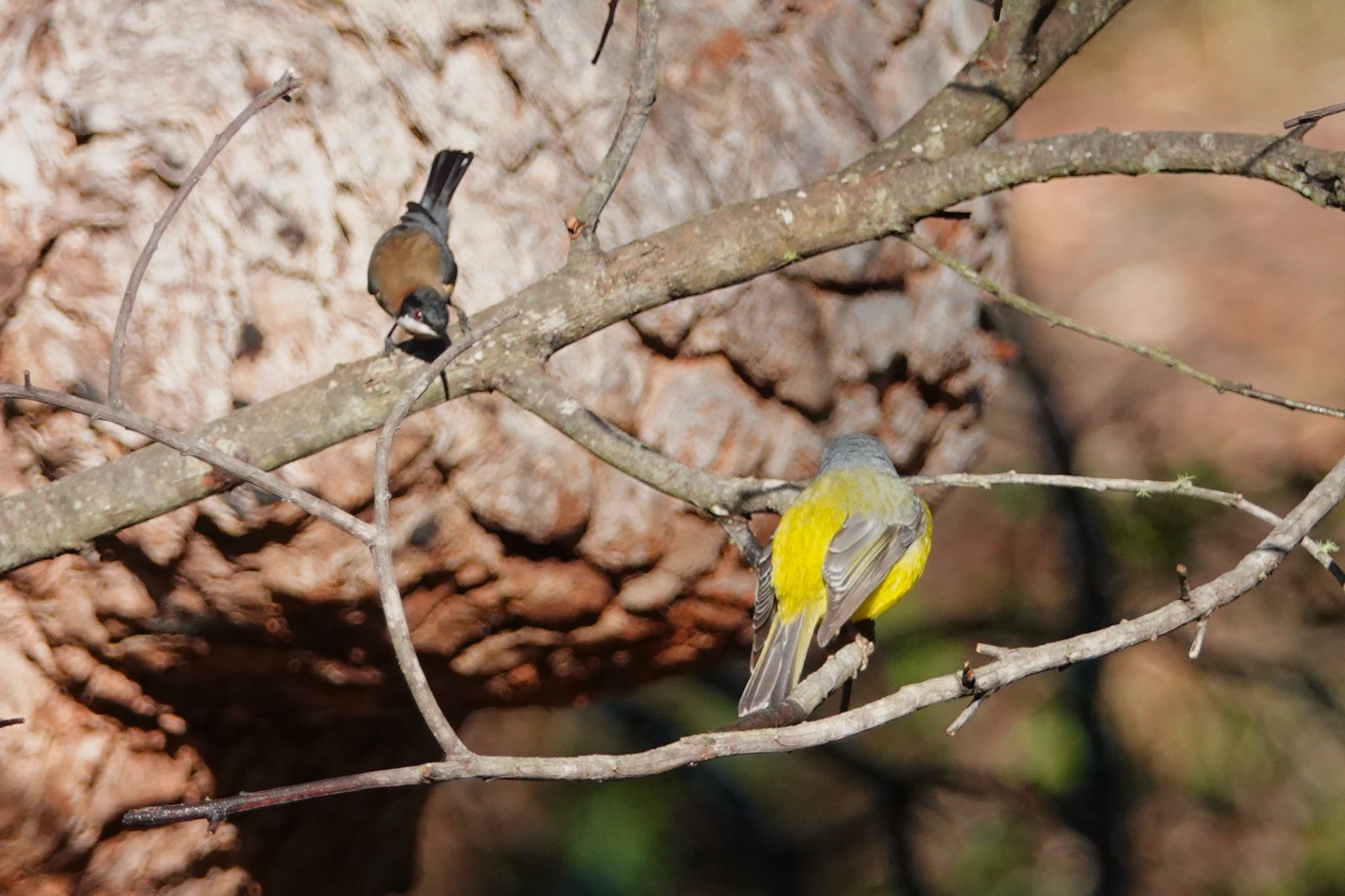 Eastern Spinebill