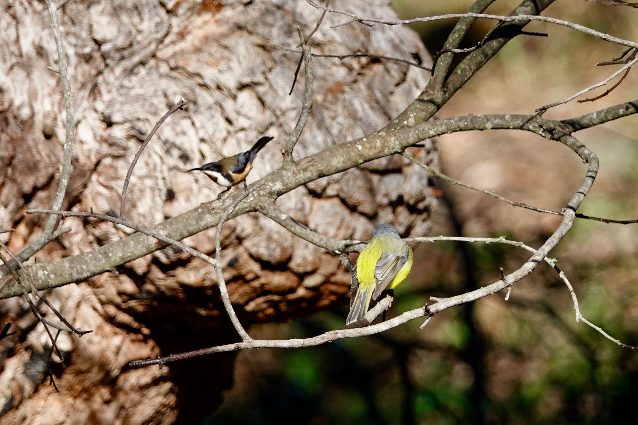 Eastern Spinebill