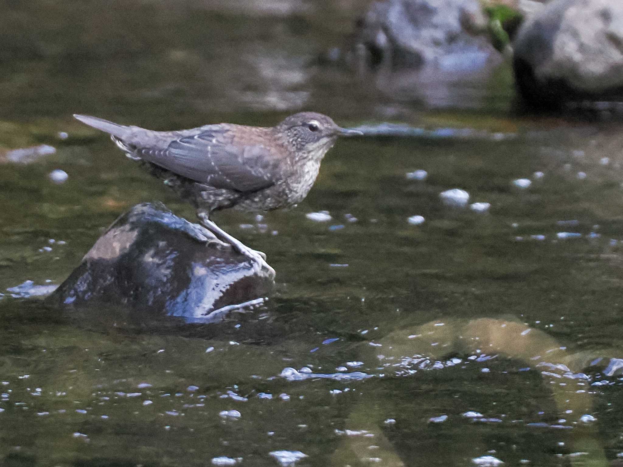 福井緑地(札幌市西区) カワガラスの写真 by 98_Ark (98ｱｰｸ)