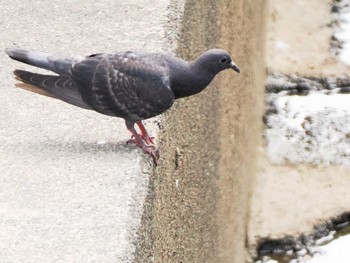 2023年8月18日(金) 福井緑地(札幌市西区)の野鳥観察記録