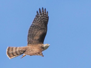 2023年8月19日(土) 福井緑地(札幌市西区)の野鳥観察記録