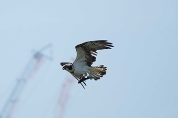 2023年8月20日(日) 大阪南港野鳥園の野鳥観察記録