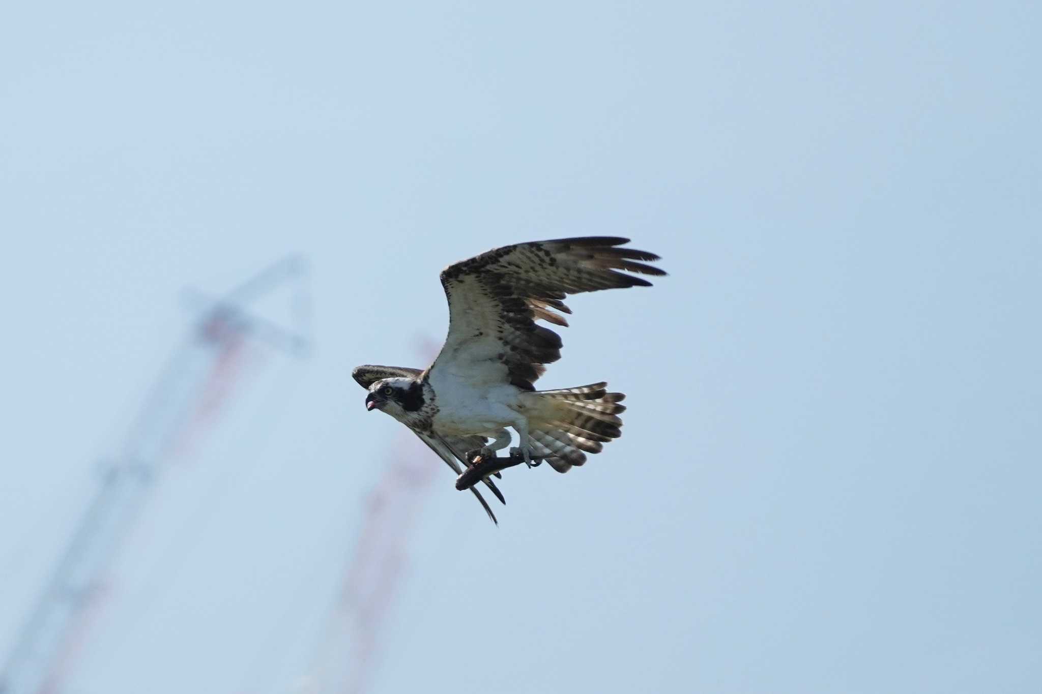 Osprey