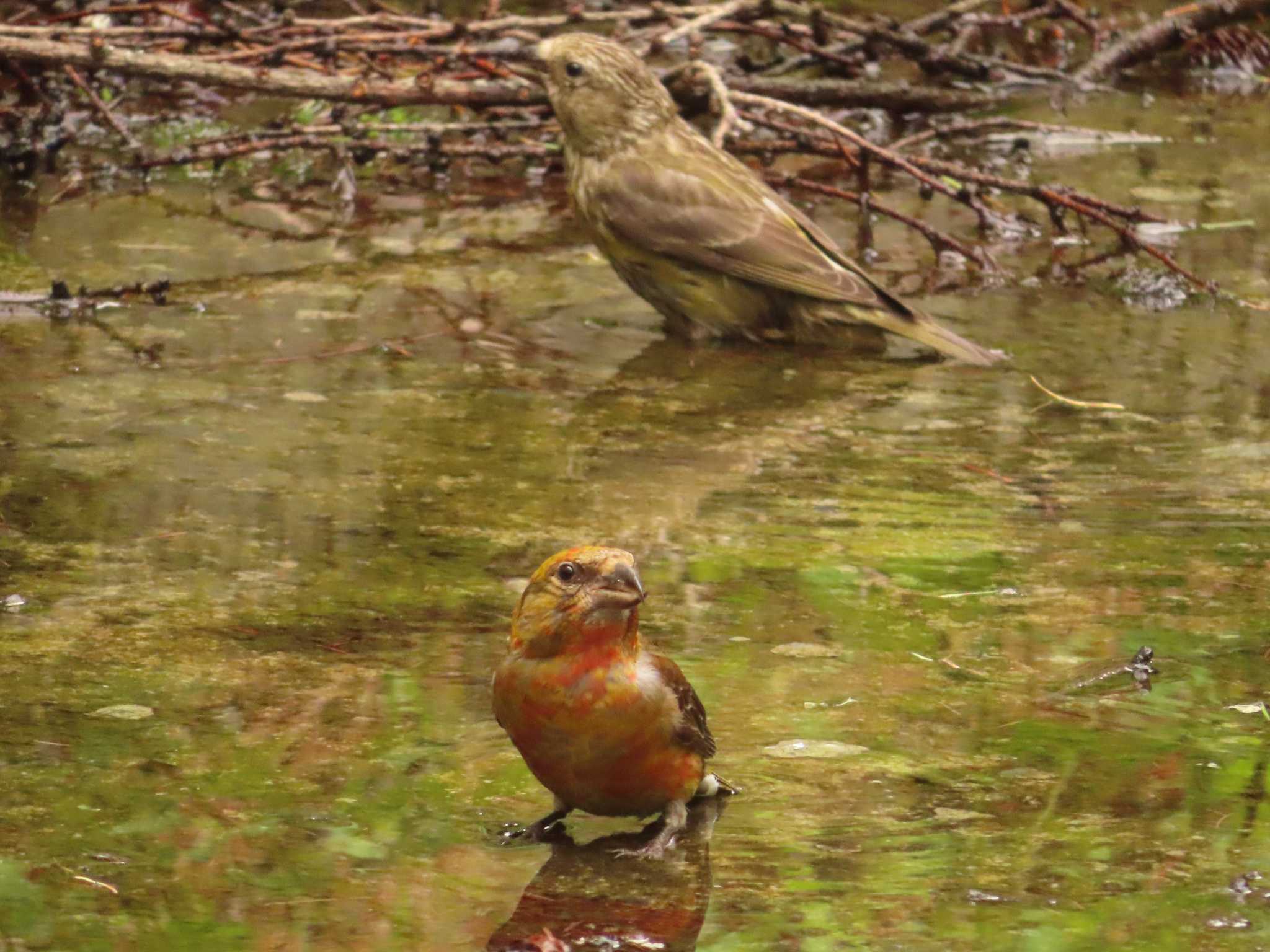 Photo of Red Crossbill at 創造の森(山梨県) by ゆ