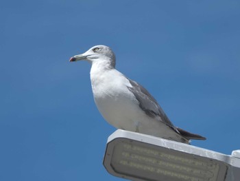 2023年8月18日(金) 苅屋漁港(常滑市)の野鳥観察記録