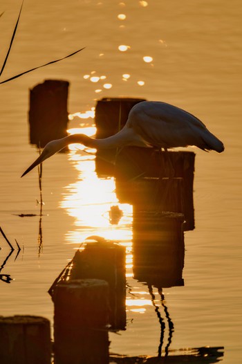 2023年8月20日(日) 伊佐沼の野鳥観察記録