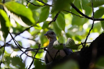 Oriental Turtle Dove 西多摩 Thu, 8/17/2023