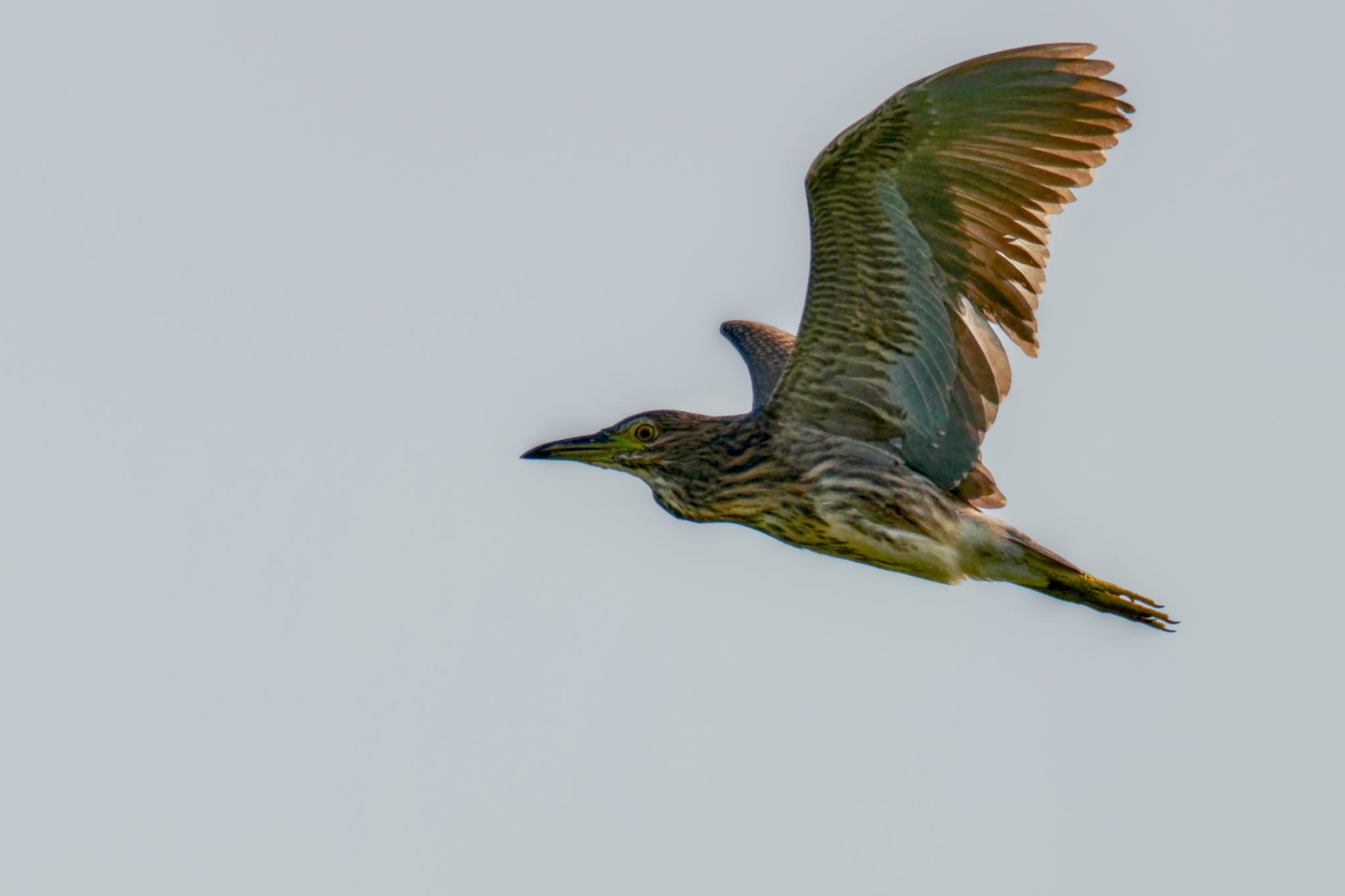 Black-crowned Night Heron