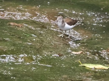 Sun, 8/20/2023 Birding report at 恵庭渓谷(北海道)