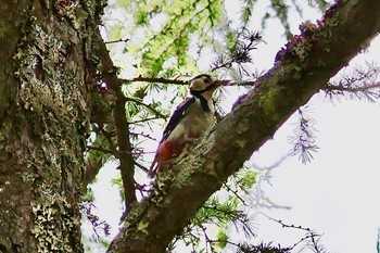 Great Spotted Woodpecker 富士山中野茶屋 Sat, 8/12/2023