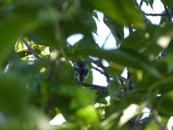 2018年8月26日(日) 恩田川(高瀬橋付近)の野鳥観察記録