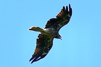 2023年8月12日(土) 富士山中野茶屋の野鳥観察記録