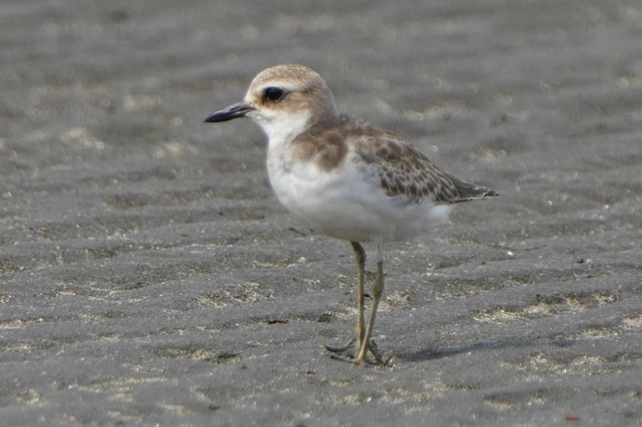Photo of Greater Sand Plover at  by ace