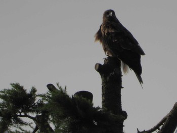 Black Kite 大栗川(多摩川合流地点) Mon, 8/21/2023