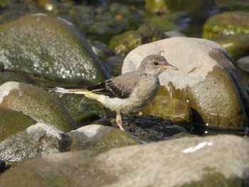 Grey Wagtail 大栗川(多摩川合流地点) Mon, 8/21/2023