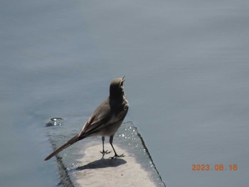 Wagtail Kasai Rinkai Park Wed, 8/16/2023