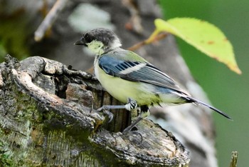 シジュウカラ 旭公園 2023年8月21日(月)