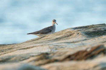 Grey-tailed Tattler 観音崎公園 Mon, 8/21/2023