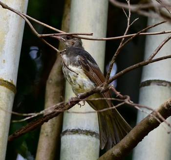 ヒヨドリ 旭公園 2023年8月21日(月)