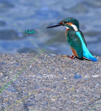 Common Kingfisher Unknown Spots Unknown Date