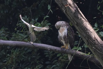 オナガ 光が丘公園 2020年8月16日(日)