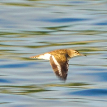 Common Sandpiper 観音崎公園 Sat, 8/19/2023